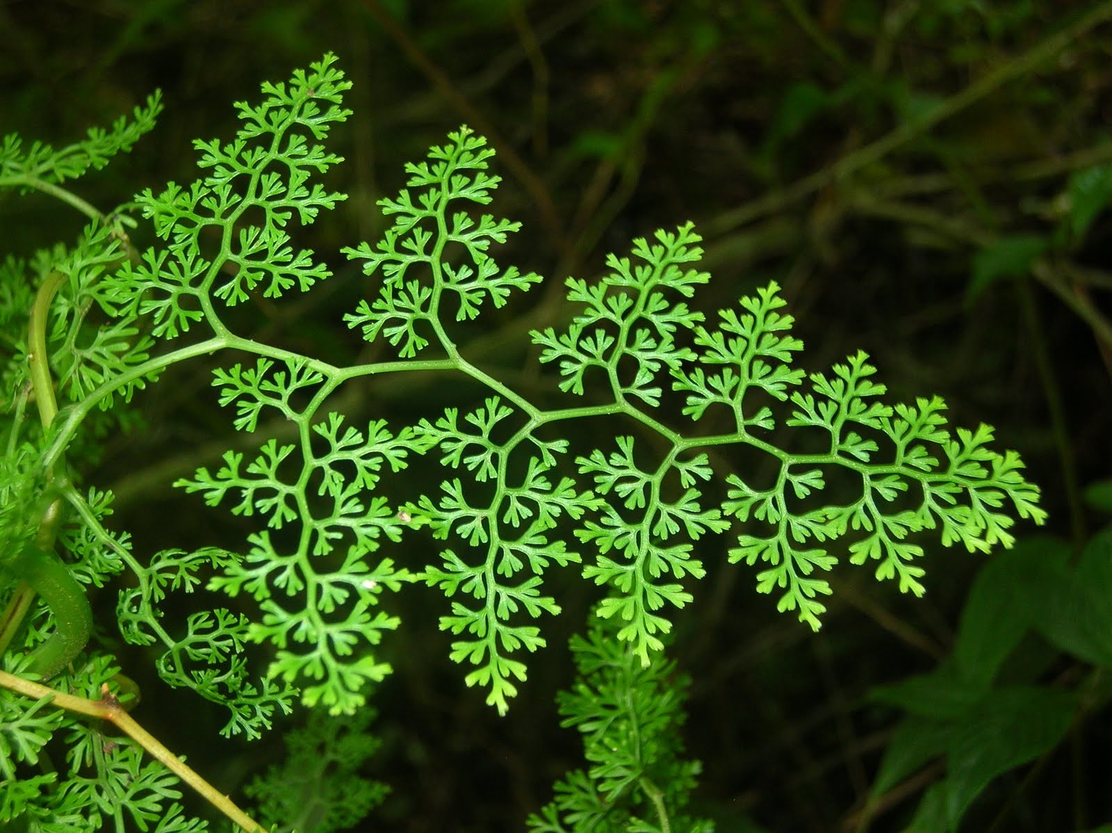 A Fractal Leaf